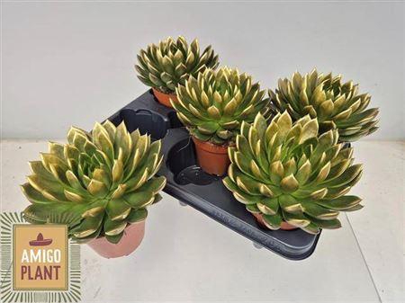 Echev Agav Ami-fiest Paint Gold Tip