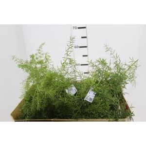 FOLHAGEM ASPARGO ALFINETE 040 CM