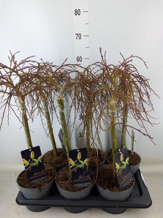 <h4>Salix arbuscula</h4>