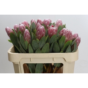 PROTEA PENNY PINK