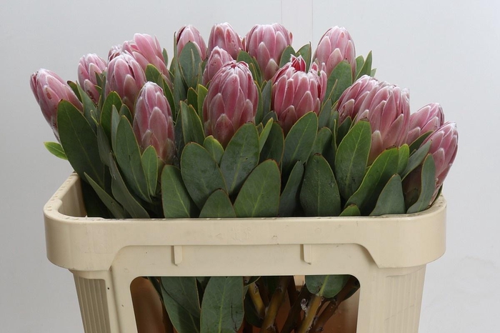 <h4>PROTEA PENNY PINK</h4>