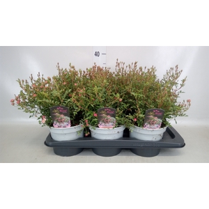 Rosa SH 'Magic Meidiland'