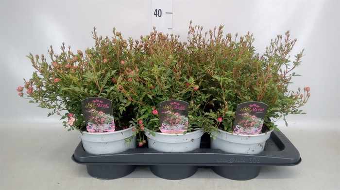 <h4>Rosa SH 'Magic Meidiland'</h4>