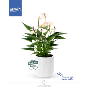 Mimesis Anthurium KARMA Lipa Mini - Atlanta White