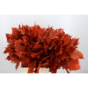 Quercus Kl Bh Oranje