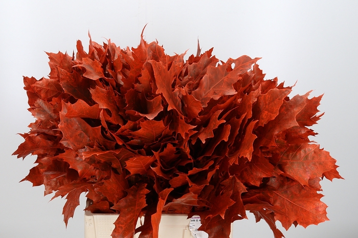 <h4>Quercus Kl Bh Oranje</h4>