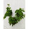 HEDERA HELIX P9 GROEN