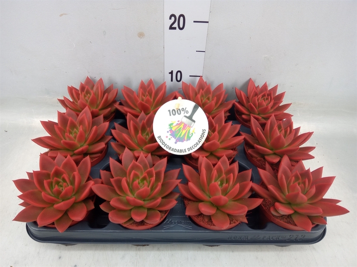 <h4>Echeveria  'Miranda'</h4>