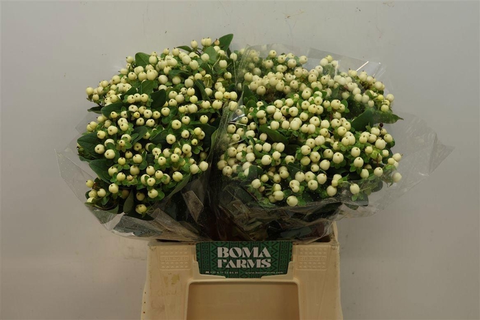 <h4>HYP MAG SNOWPRINCE</h4>