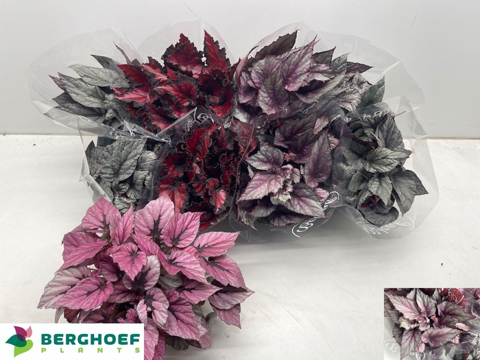 <h4>BEG BEL GEM</h4>