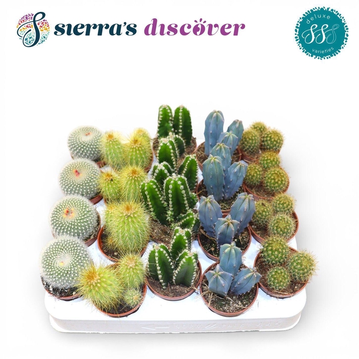 <h4>Discover® - Santiago Cactus Mix (Deluxe)</h4>