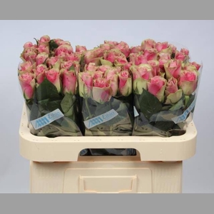 R GR BELLE ROSE