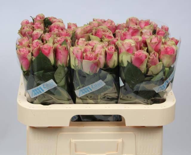 <h4>R GR BELLE ROSE</h4>