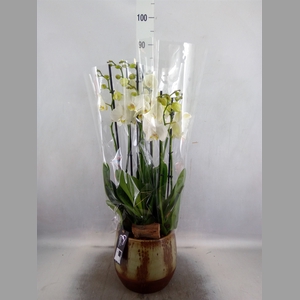 Arr.  Phalaenopsis MT   L%