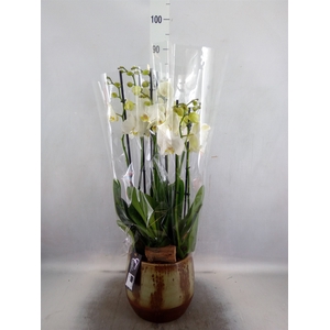 Arr.  Phalaenopsis MT   L%