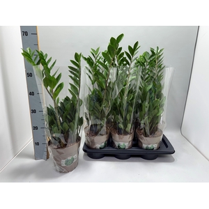 ZAMIO ZAMIIFOLIA