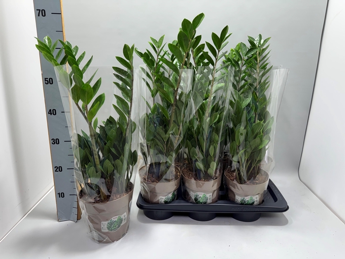 <h4>ZAMIO ZAMIIFOLIA</h4>