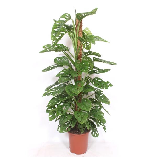 <h4>Monstera obliqua 'Monkey Mask'</h4>