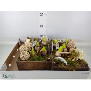 Arr.   Bol/Knolgewas L%