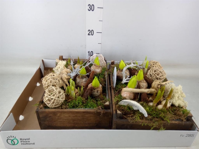 <h4>Arr. Bol/Knolgewas L%</h4>