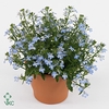 LOBE CURA LIGHT BLUE