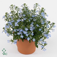 arr8 Lobe Cura Light Blue