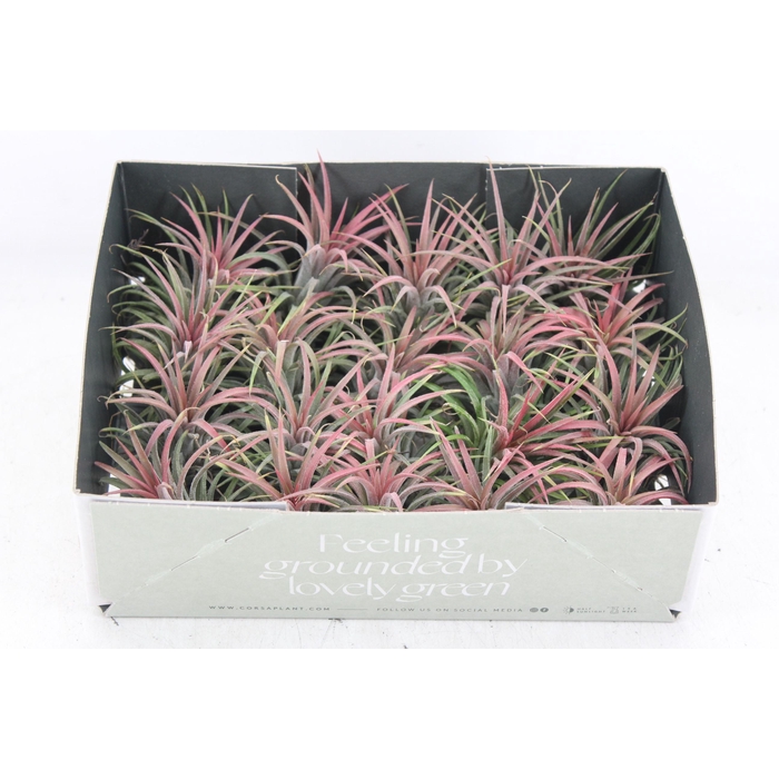 <h4>Arr3 Cp - Till. Ionantha Rood X20</h4>