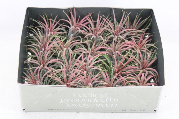 Arr3 Cp - Till. Ionantha Rood X20