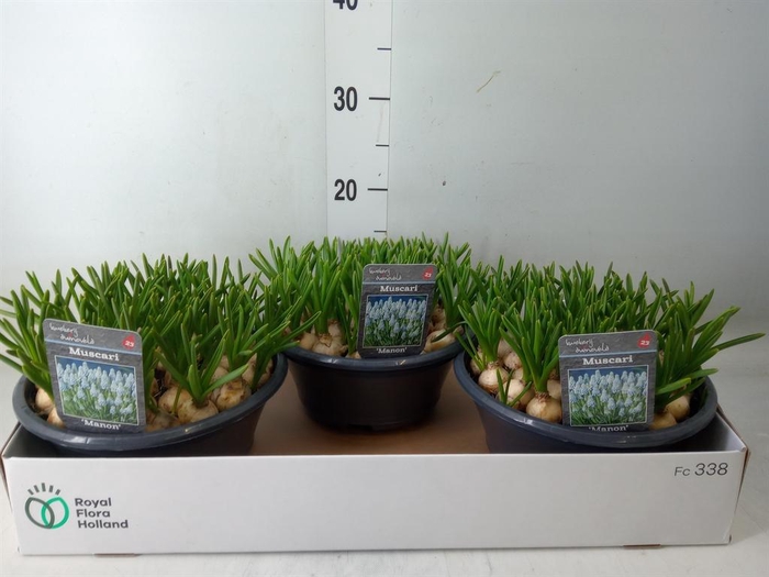 <h4>Muscari  'Manon'</h4>