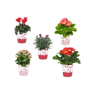 Collectie 'Party Love' Bloeimix in smartcup Candy 5 soorten