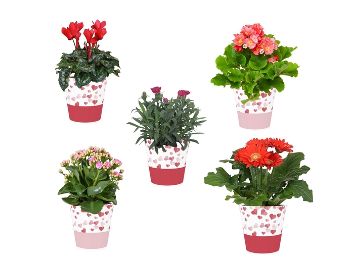 <h4>Collectie 'Party Love' Bloeimix in smartcup Candy 5 soorten</h4>