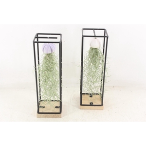 arr3 CP - Ijzer frame hang schelp