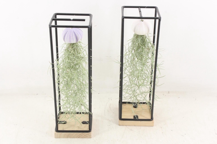 <h4>arr3 CP - Ijzer frame hang schelp</h4>