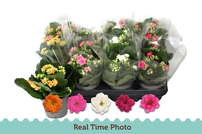 <h4>KAL GE GEM 5 KL</h4>