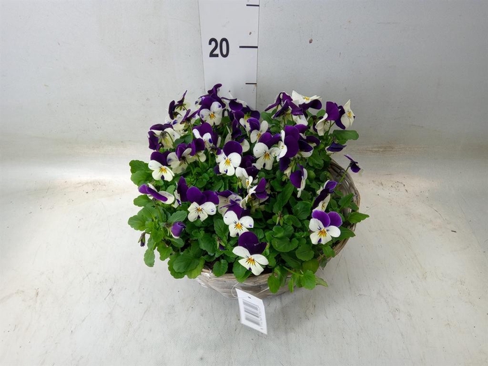 <h4>Viola corn.   ...</h4>