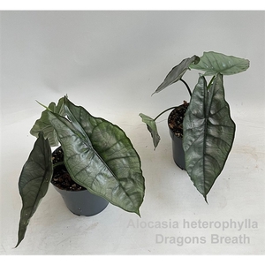 Alocasia heterophylla Dragon's Breath 14cm