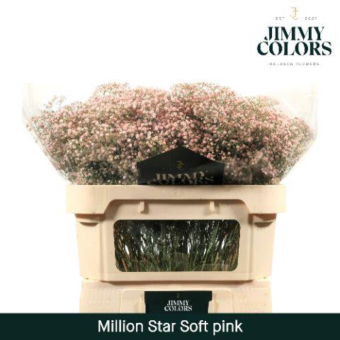 <h4>Gyps Million Star L70 Soft pink</h4>