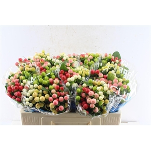 Hyp Coco Colours Mixed