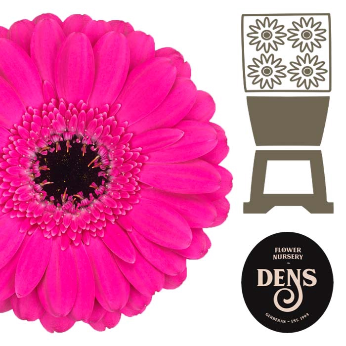 <h4>Germini Anna Diamond</h4>