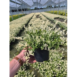 Euonymus fortunei Harlequin