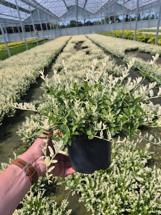 <h4>Euonymus fortunei Harlequin</h4>