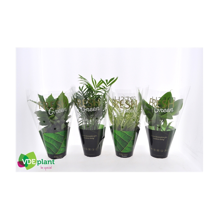<h4>Fresh Green mix 12cm in Fresh Green hoes</h4>
