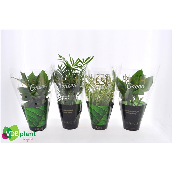 Fresh Green mix 12cm in Fresh Green hoes
