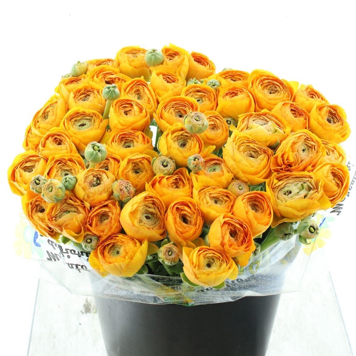 <h4>Ran Su Sr Pareo Dark Yellow Super</h4>