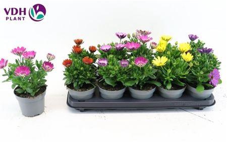 <h4>Osteo Gemengd</h4>