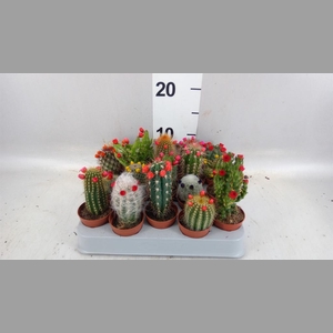 Cactus   ...decorated