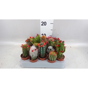 Cactus   ...decorated