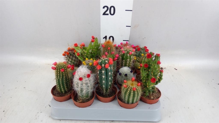 <h4>Cactus   ...decorated</h4>