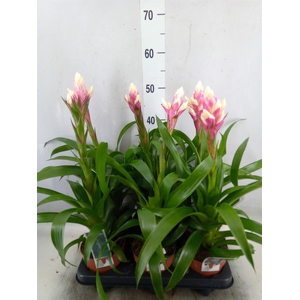 Guzmania  'Candy'
