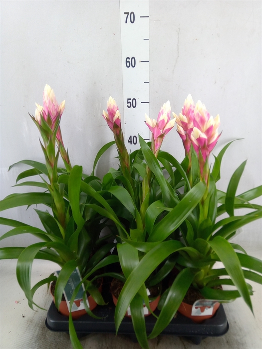 <h4>Guzmania  'Candy'</h4>